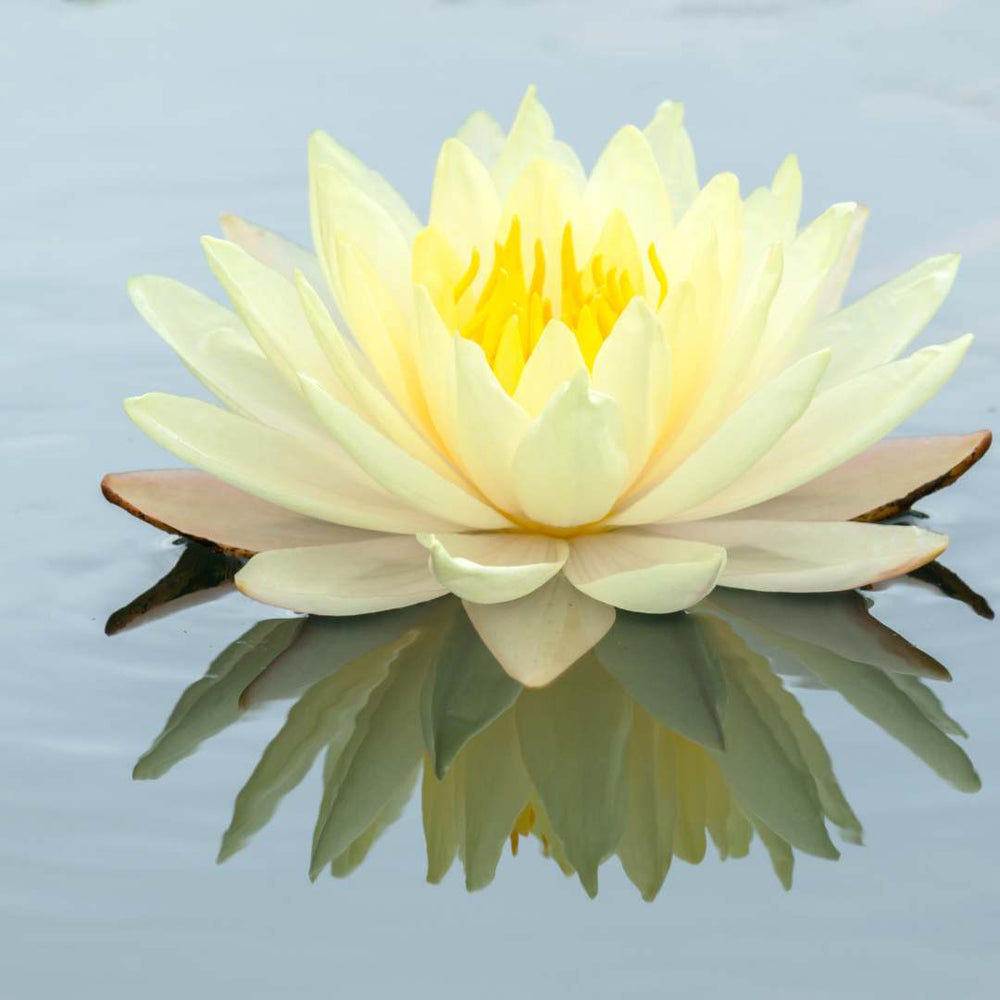 Semillas de Loto Lotus Seeds®-Todo florece cuando tu energía está en armonía… incluso tú