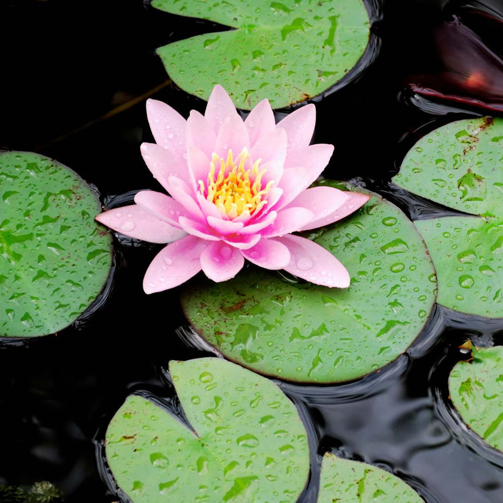 Semillas de Loto Lotus Seeds®-Todo florece cuando tu energía está en armonía… incluso tú