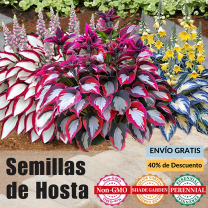 🌿Semillas de Hosta Coleus raras para jardines de sombra exuberantes💖 OFERTA 2X1