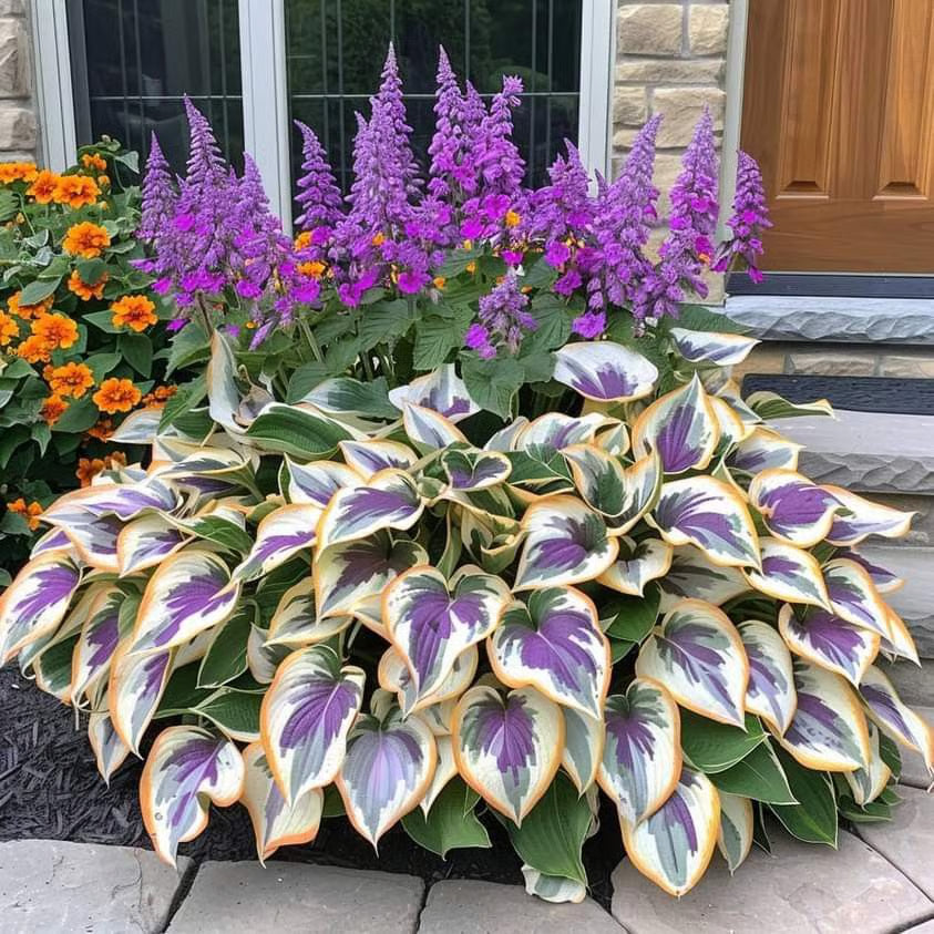 🌿Semillas de Hosta Coleus raras para jardines de sombra exuberantes💖 OFERTA 2X1